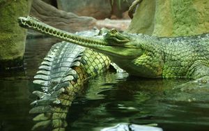 Preview wallpaper gavials, reptile, crocodile, swim