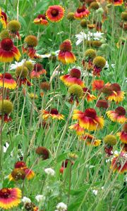 Preview wallpaper gaylardiya, daisies, flowers, fields, green, grass