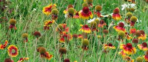 Preview wallpaper gaylardiya, daisies, flowers, fields, green, grass