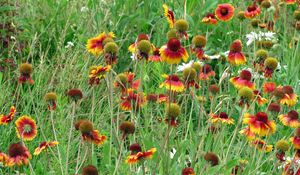 Preview wallpaper gaylardiya, daisies, flowers, fields, green, grass