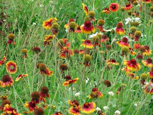 Preview wallpaper gaylardiya, daisies, flowers, fields, green, grass