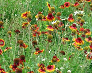 Preview wallpaper gaylardiya, daisies, flowers, fields, green, grass