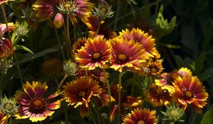 Preview wallpaper gaylardiya, flowers, herbs, close-up, sunny