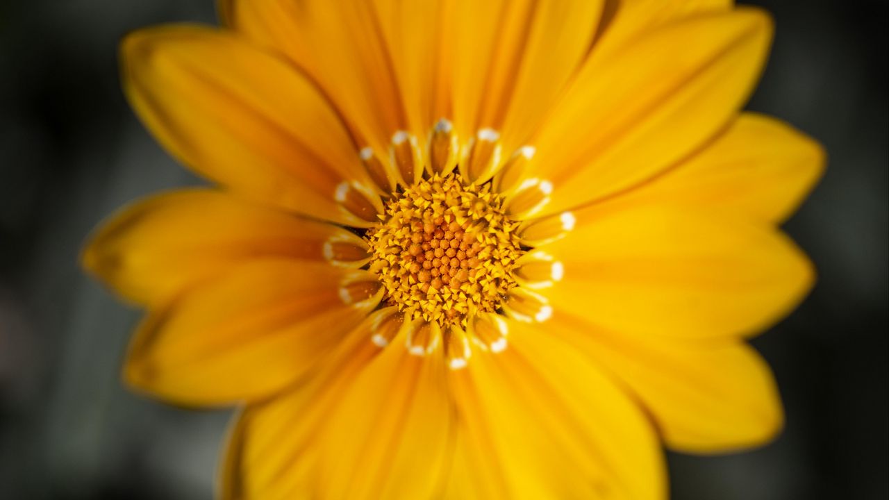 Wallpaper gazania, flower, petals, yellow, macro