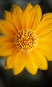 Preview wallpaper gazania, flower, petals, yellow, macro