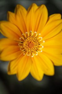 Preview wallpaper gazania, flower, petals, yellow, macro