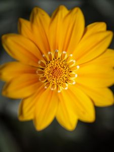 Preview wallpaper gazania, flower, petals, yellow, macro