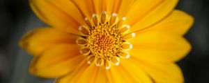 Preview wallpaper gazania, flower, petals, yellow, macro