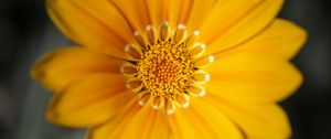 Preview wallpaper gazania, flower, petals, yellow, macro