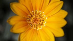 Preview wallpaper gazania, flower, petals, yellow, macro