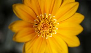 Preview wallpaper gazania, flower, petals, yellow, macro