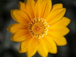 Preview wallpaper gazania, flower, petals, yellow, macro