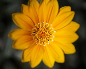 Preview wallpaper gazania, flower, petals, yellow, macro