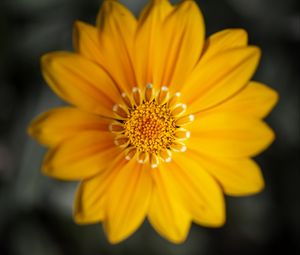 Preview wallpaper gazania, flower, petals, yellow, macro