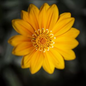 Preview wallpaper gazania, flower, petals, yellow, macro