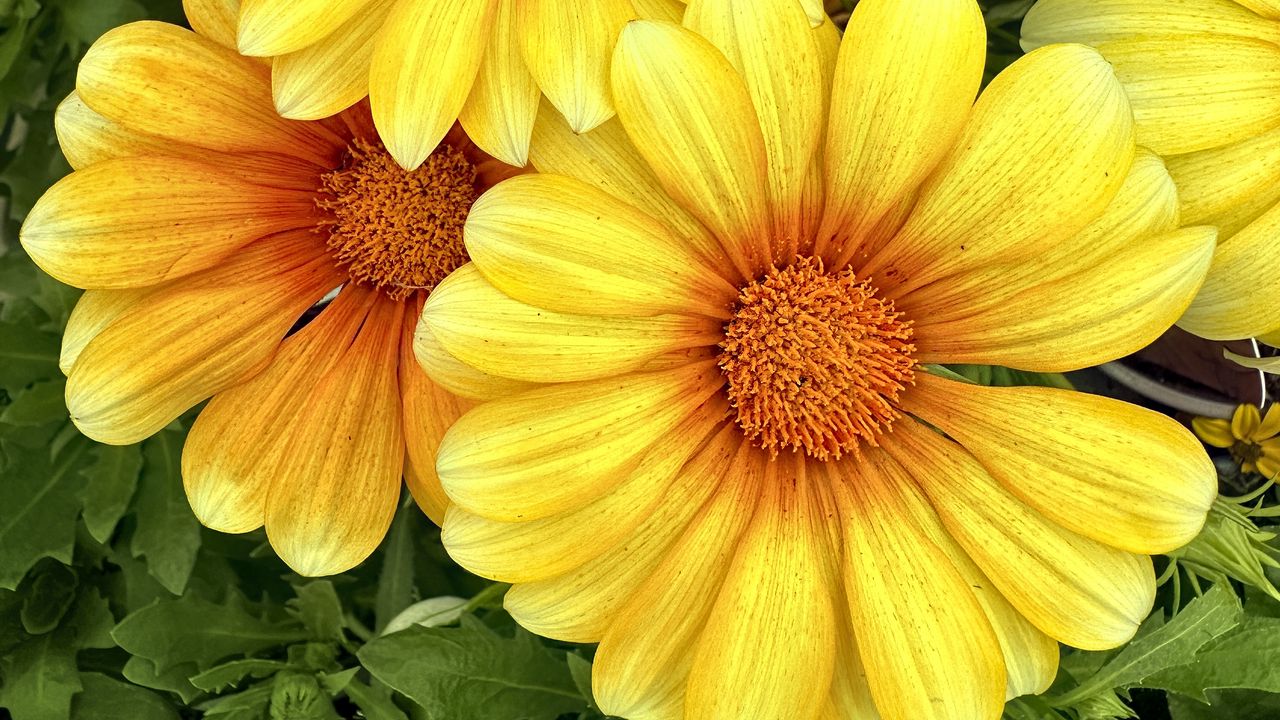 Wallpaper gazania, flowers, petals, yellow