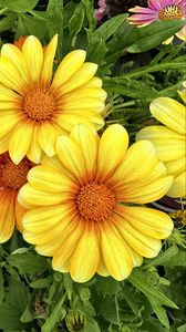 Preview wallpaper gazania, flowers, petals, yellow