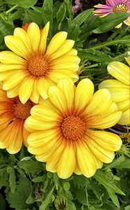 Preview wallpaper gazania, flowers, petals, yellow