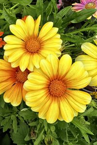 Preview wallpaper gazania, flowers, petals, yellow