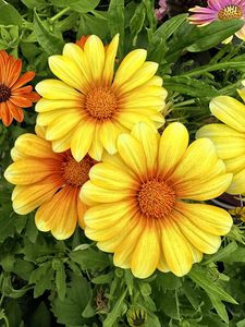 Preview wallpaper gazania, flowers, petals, yellow