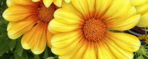 Preview wallpaper gazania, flowers, petals, yellow