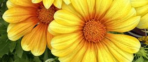 Preview wallpaper gazania, flowers, petals, yellow