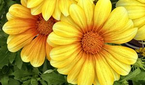 Preview wallpaper gazania, flowers, petals, yellow