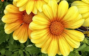 Preview wallpaper gazania, flowers, petals, yellow