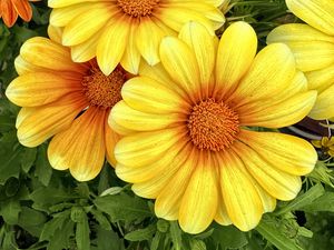 Preview wallpaper gazania, flowers, petals, yellow