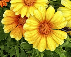 Preview wallpaper gazania, flowers, petals, yellow