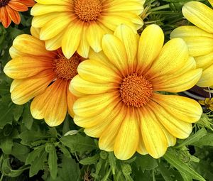 Preview wallpaper gazania, flowers, petals, yellow