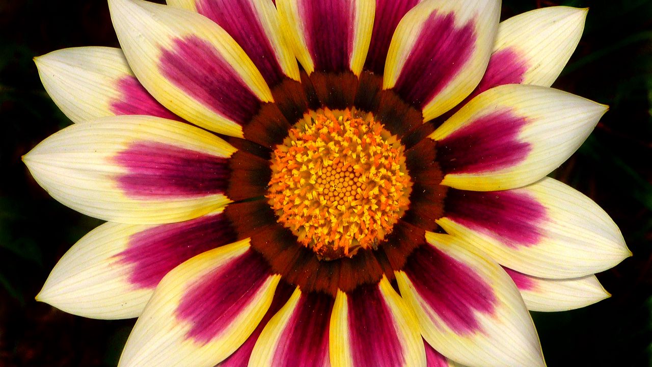 Wallpaper gazania, petals, flower