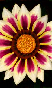 Preview wallpaper gazania, petals, flower