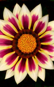 Preview wallpaper gazania, petals, flower