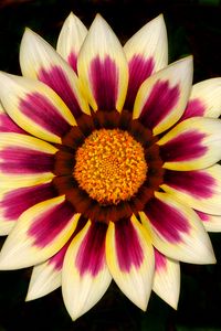 Preview wallpaper gazania, petals, flower