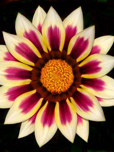 Preview wallpaper gazania, petals, flower