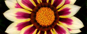 Preview wallpaper gazania, petals, flower