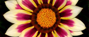 Preview wallpaper gazania, petals, flower