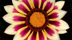 Preview wallpaper gazania, petals, flower