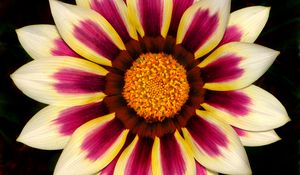 Preview wallpaper gazania, petals, flower