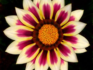 Preview wallpaper gazania, petals, flower