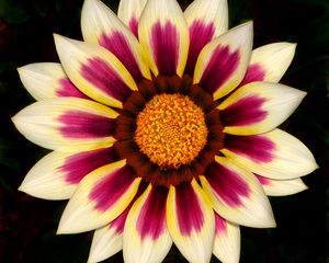 Preview wallpaper gazania, petals, flower