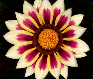 Preview wallpaper gazania, petals, flower