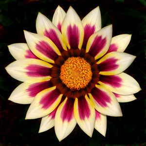 Preview wallpaper gazania, petals, flower