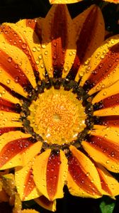 Preview wallpaper gazania, petals, flower, drops, water