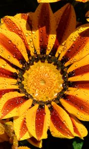 Preview wallpaper gazania, petals, flower, drops, water