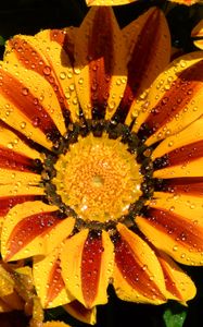 Preview wallpaper gazania, petals, flower, drops, water