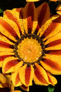 Preview wallpaper gazania, petals, flower, drops, water