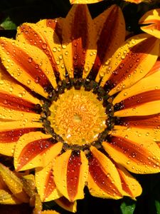 Preview wallpaper gazania, petals, flower, drops, water