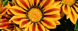 Preview wallpaper gazania, petals, flower, drops, water